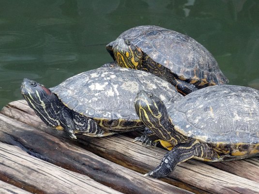 Turtles outside Jardim Botanico, Rio