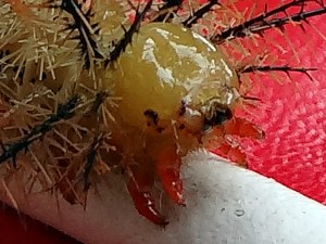 really close up of creepy crawly