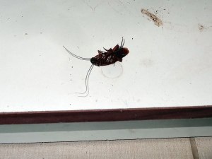 Cockroach-in-cupboard Dead cockroach in cupboard