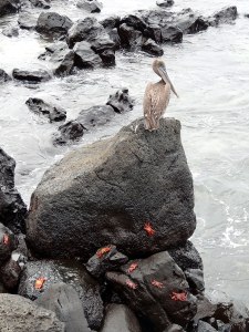 Crabs and a bird on a rock