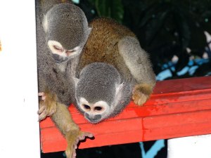 monkeys-at-Le-Mision