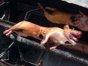 roasted-guinea-pig-in-quito Roasted Guniea Pig on a Spit