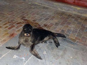 Sealion-on-Pavement Sealion on the pavement