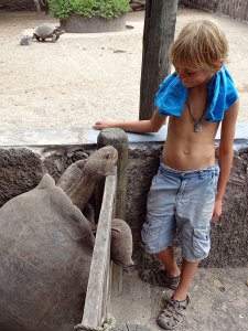 Me with a very friendly tortoise at Isabela Tortoise Breeding Centre where they hope that in another 100 years, the population will be back up to what it was when humans first visted around 200 years ago!