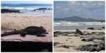 iguanas and lovely beach at Isabela Casita&nbsp;Rosada