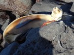 Sealion-Iguana-and-Crab-together
