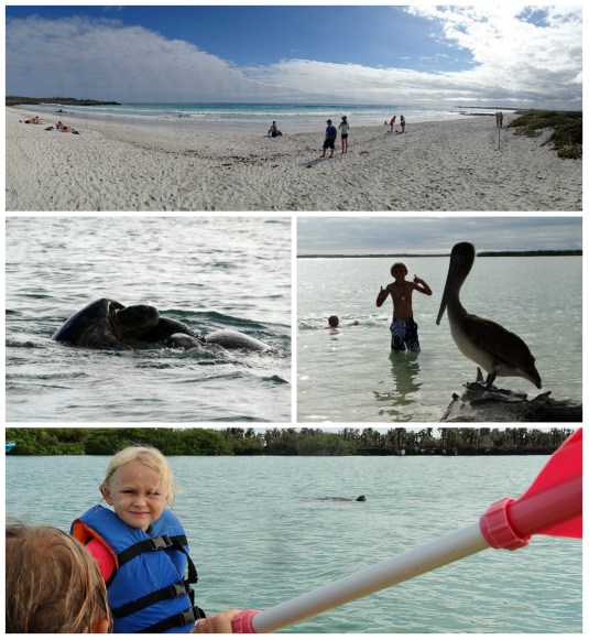 Turtuga Bay, Santa Cruz, Galapagos 