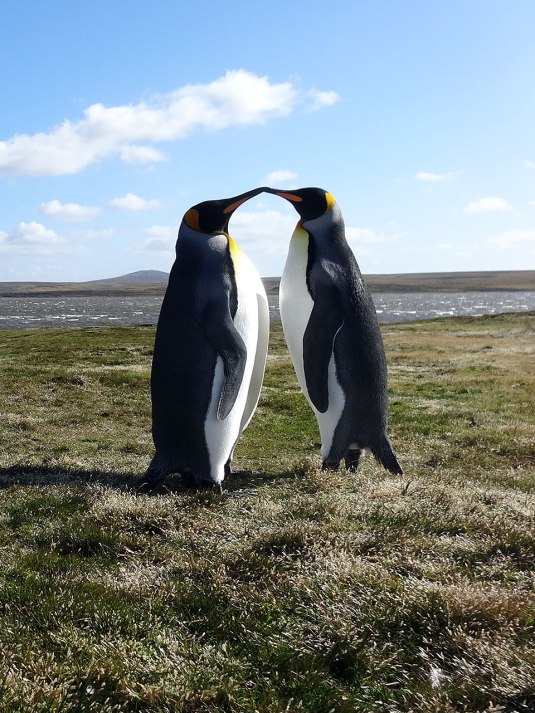 King Penguins at Volunteer point, Falklands.