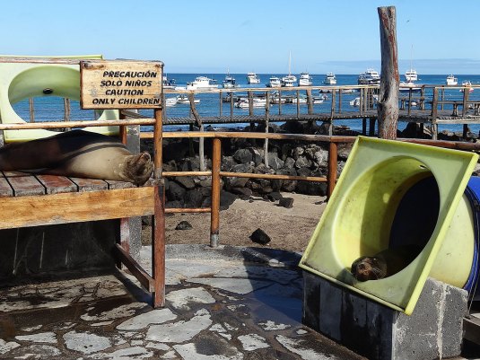 Sealions take over the waterslides on the Malecon in San Cristobal 