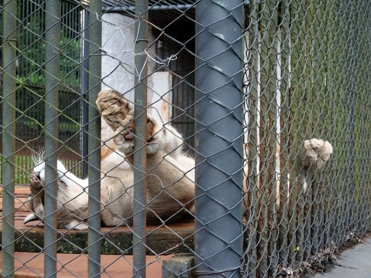 Puma at Itaipu Zoo