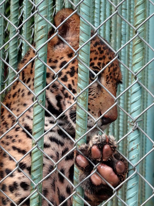 Gorgeous jaguar at Itaipu zoo, paying the price of electricity?