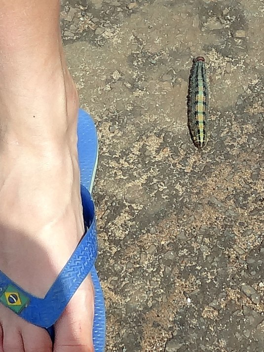 Another giant caterpillar