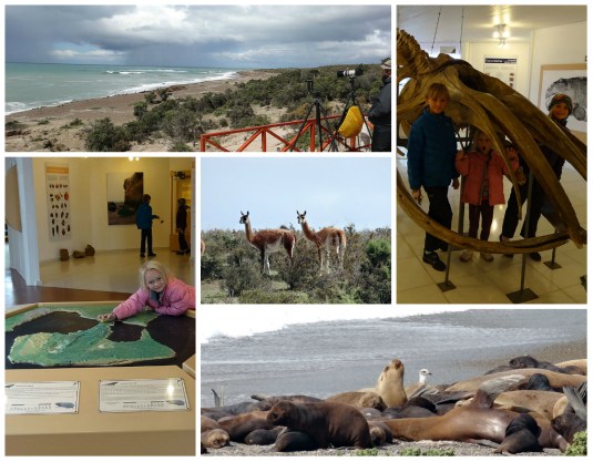 Inside a whale at the museum, looking for orcas and elephant seals in the distance. guanacos and seals who were photographed on full zoom!