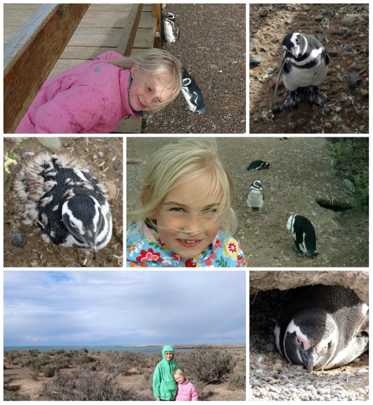 Fabulous Magelanic penguins at Puerto Tomba