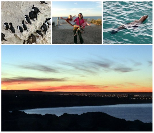 Shags, Sealions and a sunset over Puerto Madryn