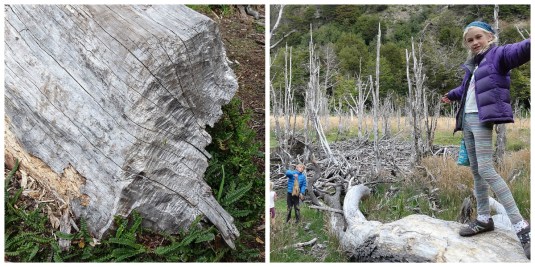 The beaver dam - look at the teeth marks!