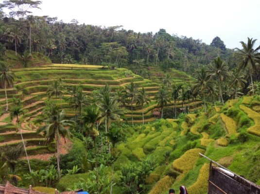 Gorgeous paddy fields near Ubud