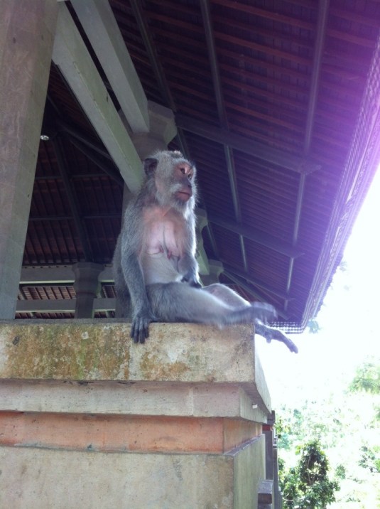 Wise monkey surveys his domain at the monkey forest temple in Ubud