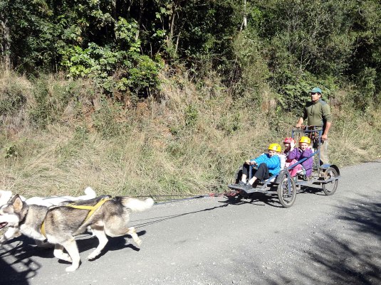 A husky sled ride without snow! 