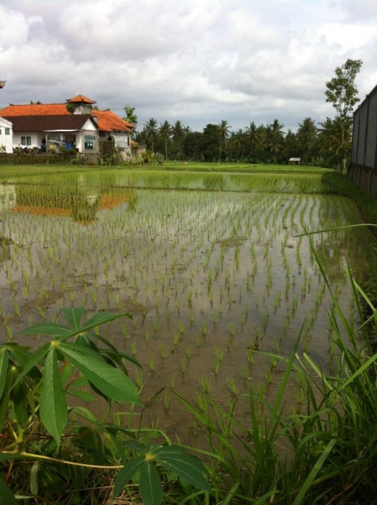 Beauitful paddies that surround Ubud 