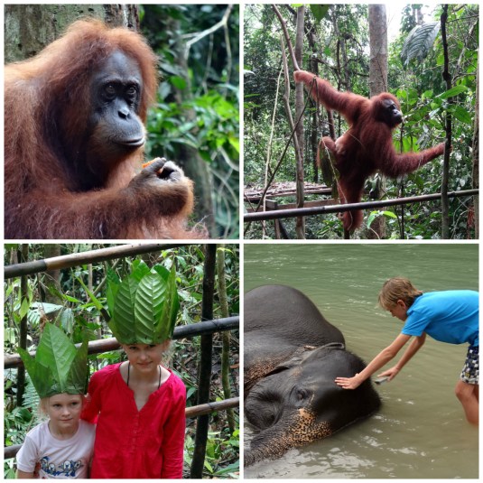 In the jungle - Su matra