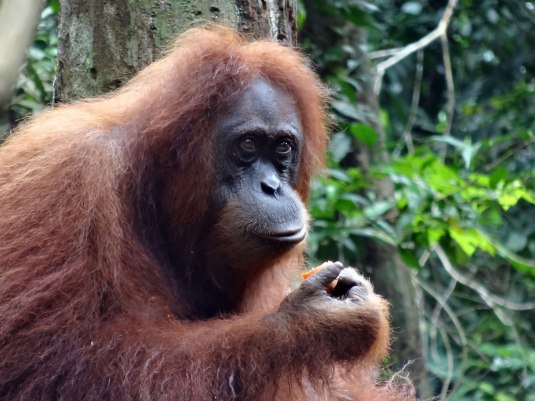 One of the urangutans in Bukit Lawang