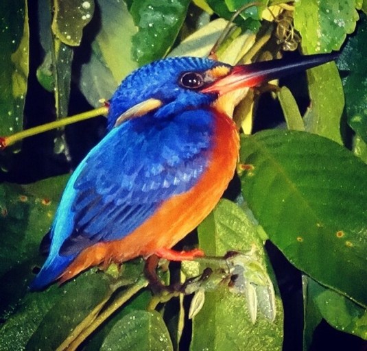 Wonderful blue eared kingfisher spotted on the riverbank - we get so close and the little bird just sits quietly watching us!