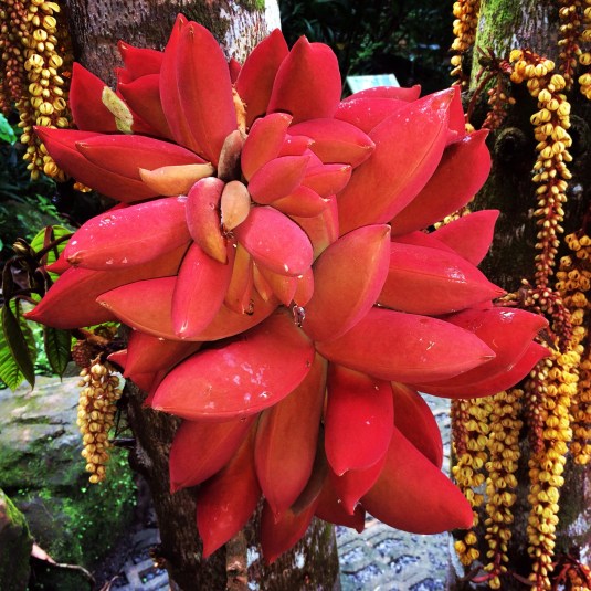 Amazing fruit in the botanic gardens at Sepilok.  Has anyone seen it or heard of an English name for it? 