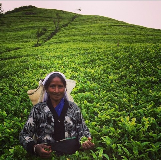 Tea picker