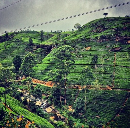 Gorgeous highlands and tea tea tea!