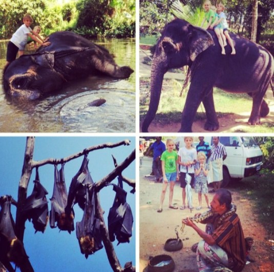 Millenium elephant  sanctuary, riverside fruit bats and roadside snakecharmer. 