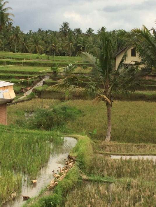 Another tranquil view of ducks and paddies!