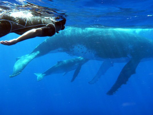 Leaves you breathless! Swimming with a Humpback and her calf